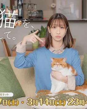 我收留了前男友的猫海报